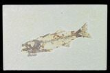 Bargain, Fossil Fish (Mioplosus) - Wyoming #138711-1